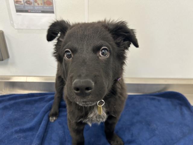 Rumpelstiltskin - Male - Border Collie-German Shepherd