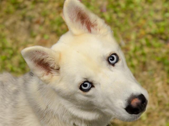 Ekko - Female - Siberian Husky-Mix
