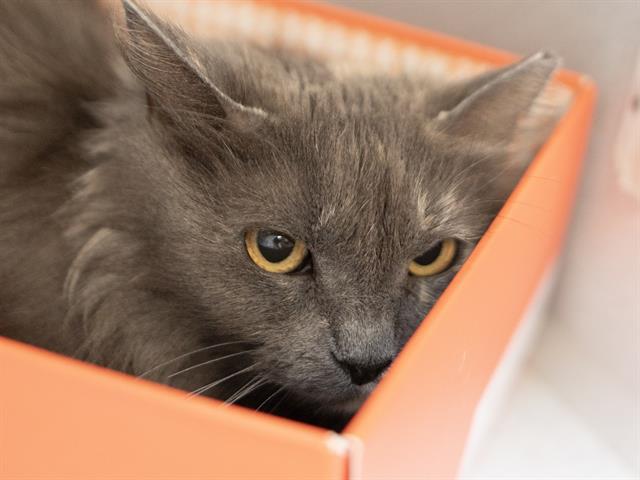 Michu - Female - Domestic LH