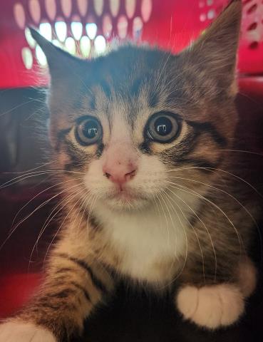 Radish - Male - Domestic SH