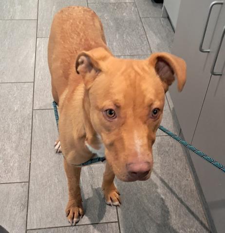 Terra - Female - Pit Bull-Mix