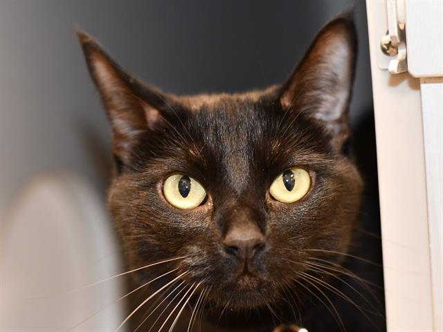 Blake - Female - Domestic SH