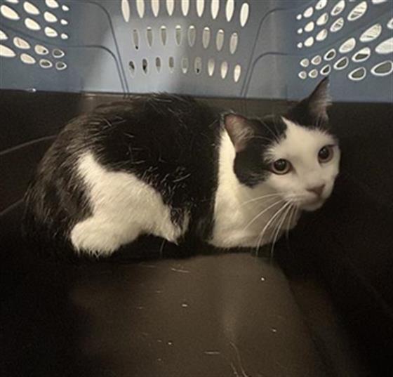 Emberly - Female - Domestic SH