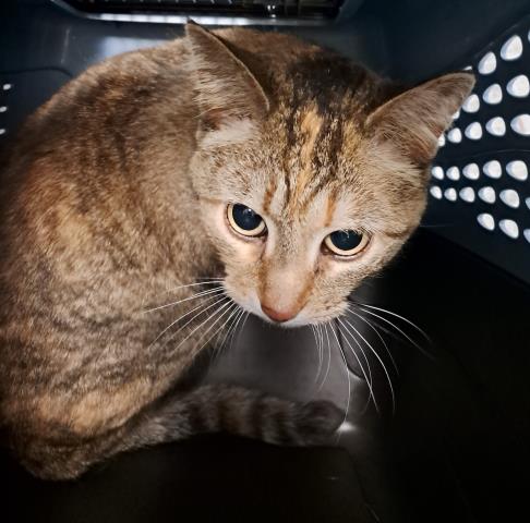 Drum - Female - Domestic SH