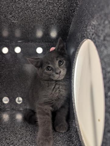 Gravy - Male - Domestic SH