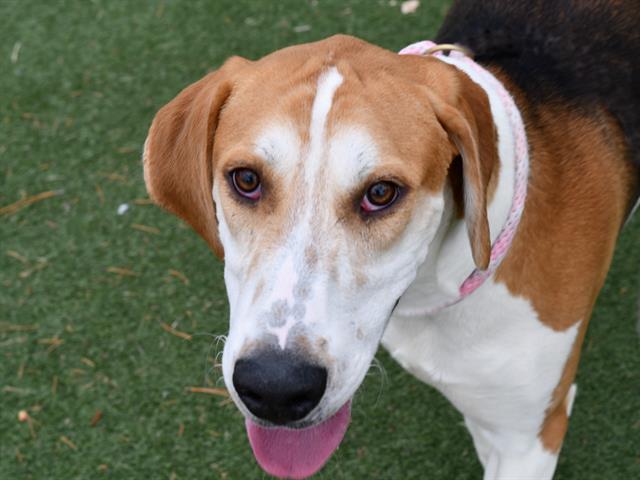 Domingo - Male - Foxhound