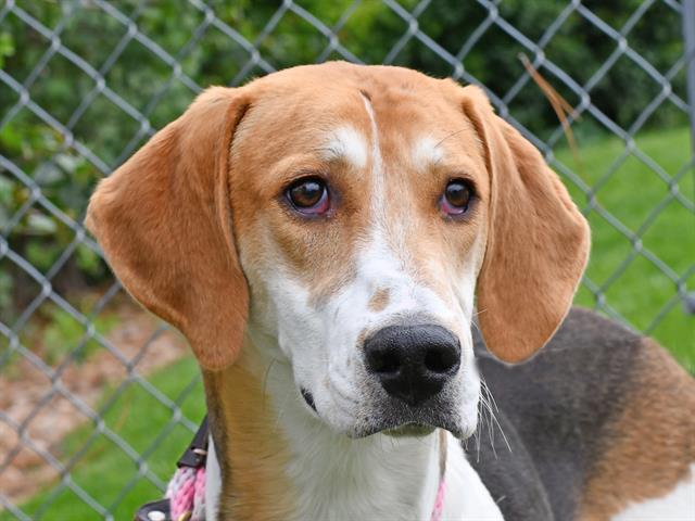 Donna - Female - Foxhound