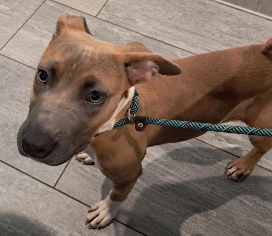 Roxy - Female - Pit Bull-Mix