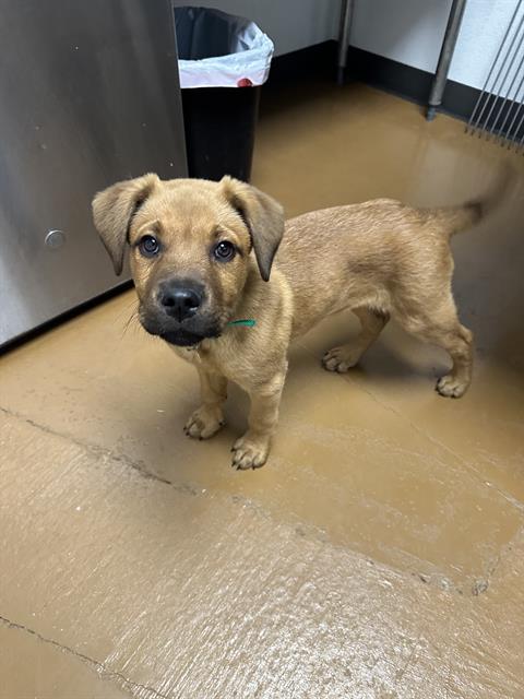 Doris - Female - Nonspecific
