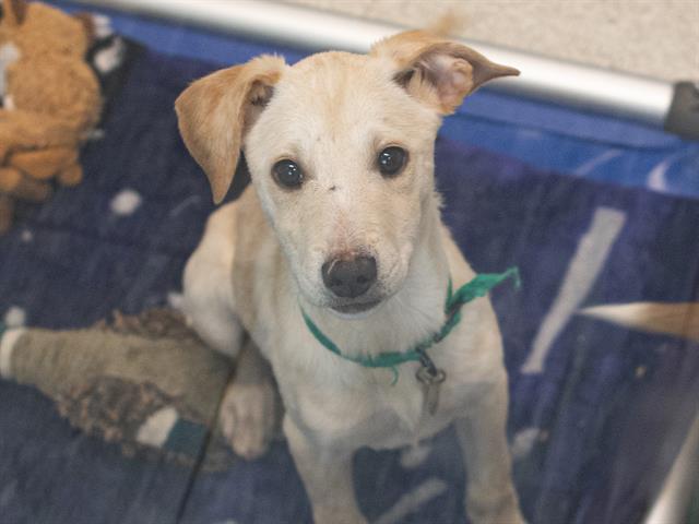 Apple - Female - Australian Cattle Dog-Mix