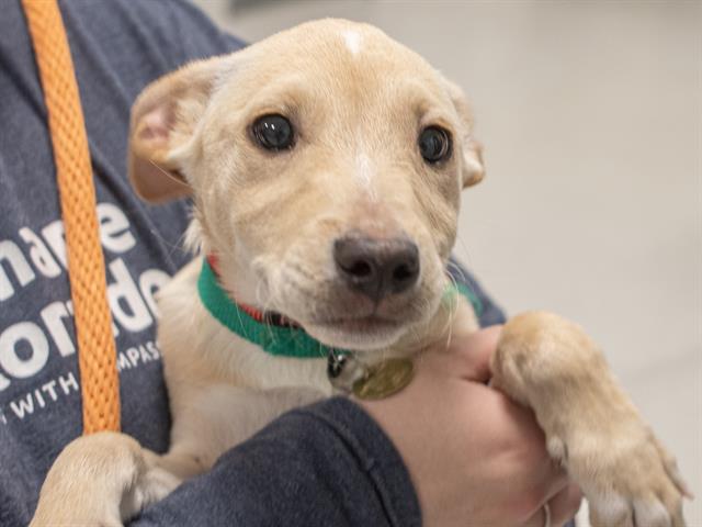 Blue Berries - Female - Australian Cattle Dog-Mix