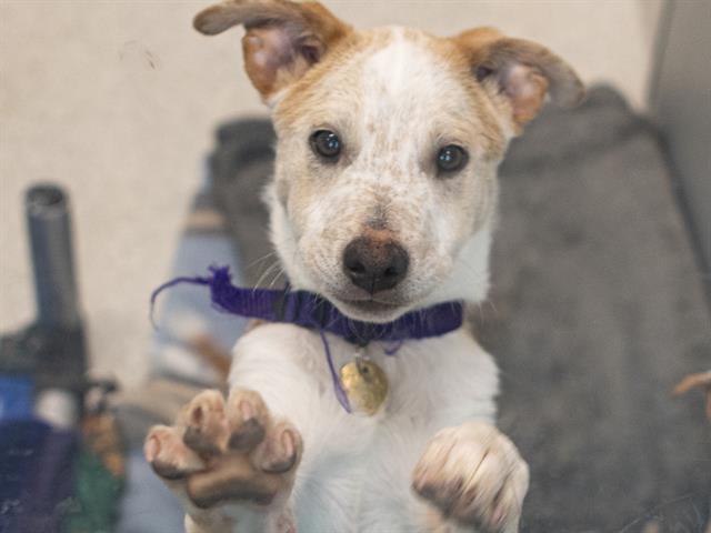 Orange - Male - Australian Cattle Dog-Mix