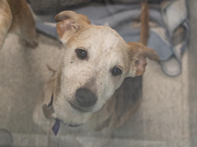 Pineapple - Male - Australian Cattle Dog