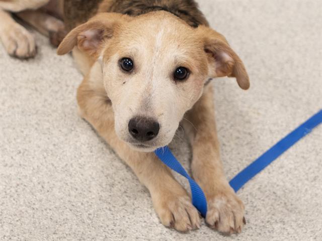 Strawberry - Male - Australian Cattle Dog-Mix