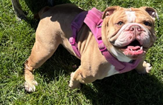 Giachi - Female - English Bulldog