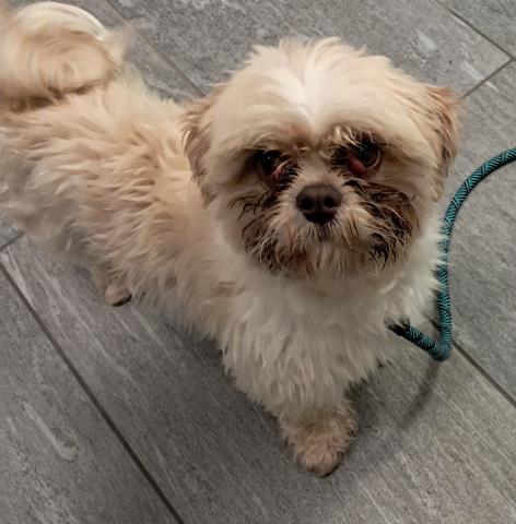 Tulip - Female - Shih Tzu