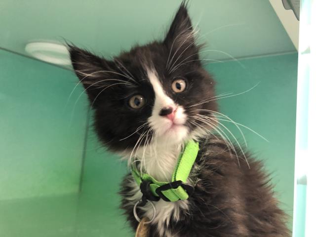 Cass - Female - Domestic SH