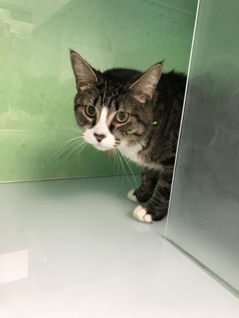 Jill - Female - Domestic SH