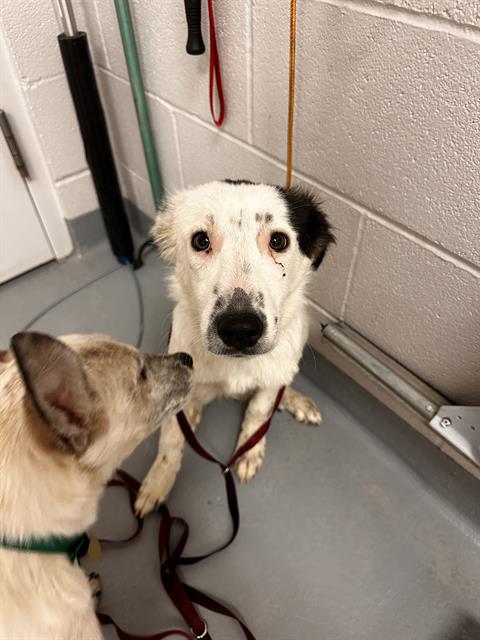 Willow - Female - Australian Shepherd-Mix