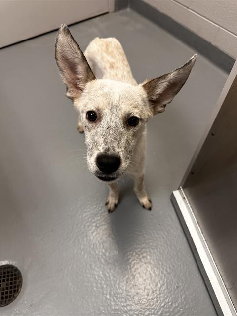 Aspen - Female - Australian Cattle Dog-Mix