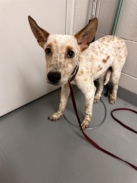 Dogwood - Male - Australian Cattle Dog-Mix