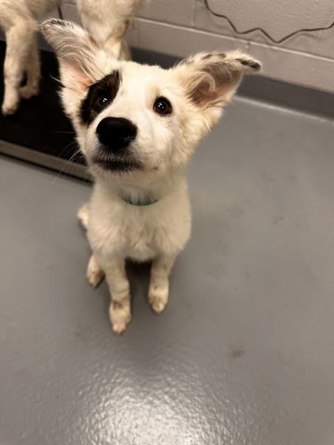 Magnolia - Female - Australian Shepherd-Mix
