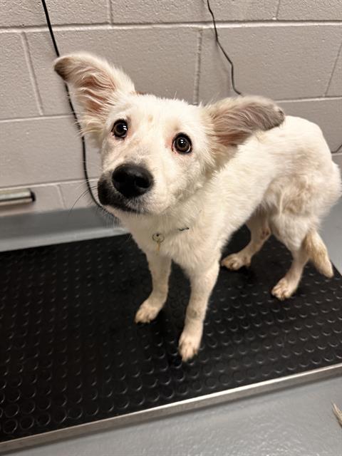 Balsam - Female - Australian Shepherd-Mix