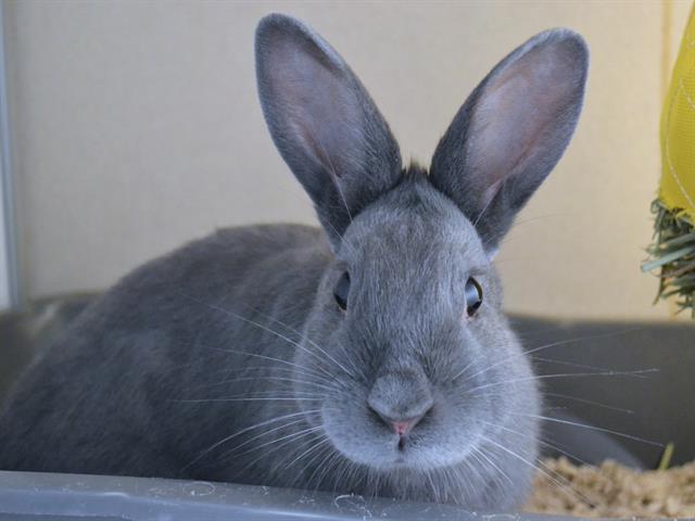 Snape - Female - Dwarf
