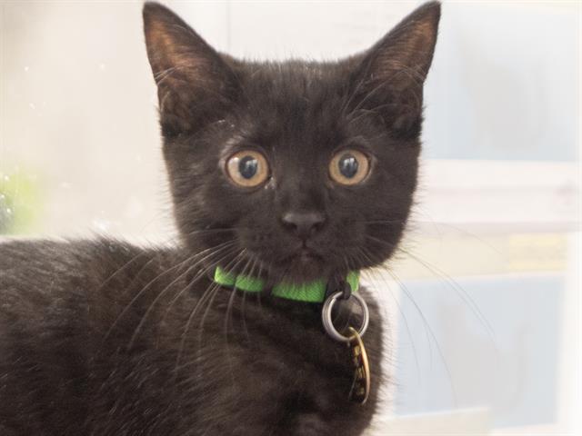 Sophia - Female - Domestic SH