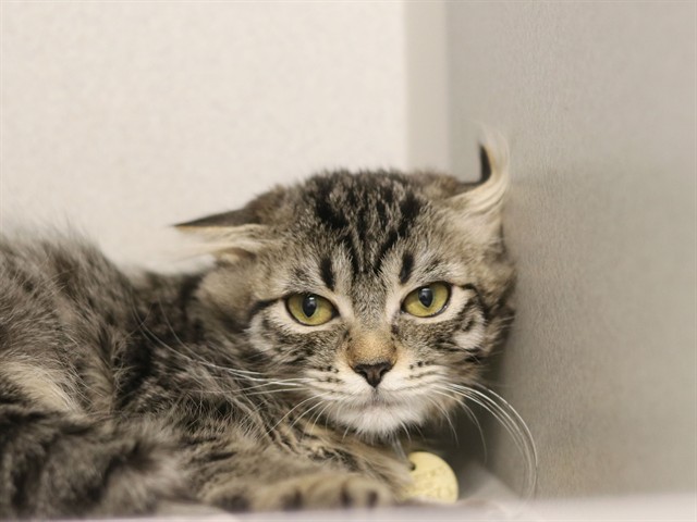 Peggy - Female - Domestic SH