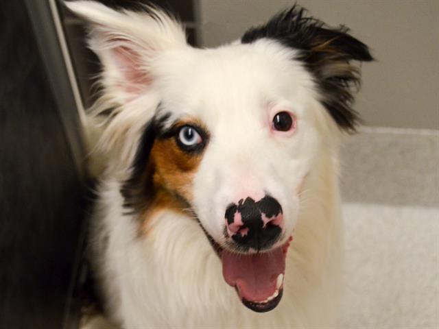Blue - Male - Australian Shepherd