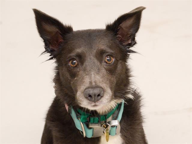Cisco - Female - Australian Shepherd-Mix
