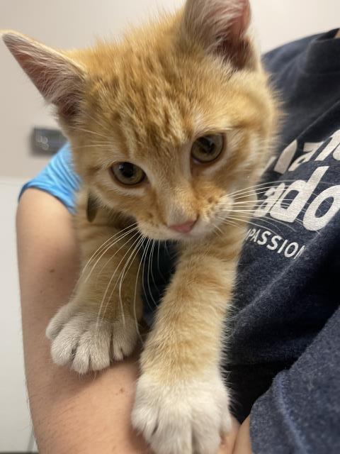 Curly Fry - Male - Domestic SH