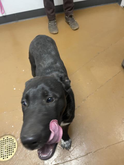 Iggy - Male - Nonspecific