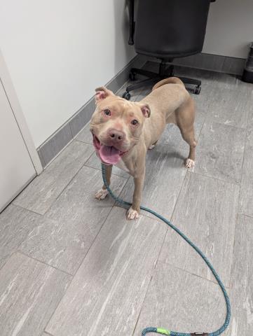 Bluebell - Female - Pit Bull-Mix