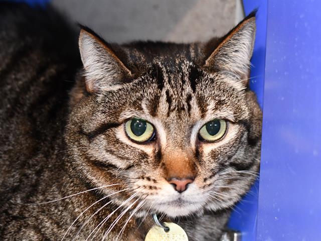 Meowskles - Female - Domestic SH
