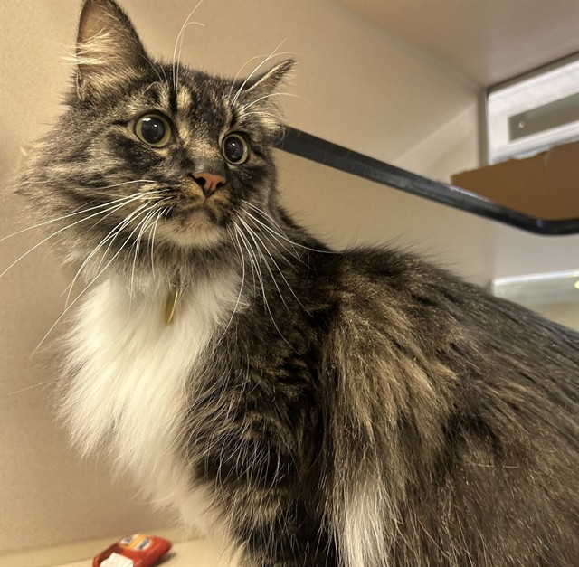 Ash - Male - Domestic LH
