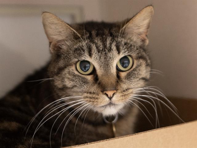 Kit - Female - Domestic SH