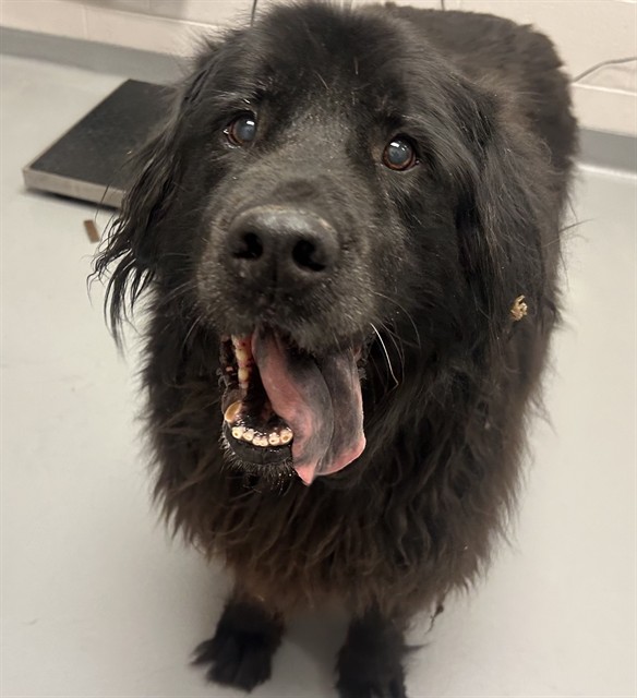 Cody - Male - Newfoundland-Labrador Retriever