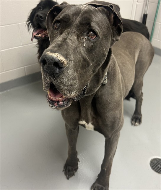 Winston - Male - Great Dane