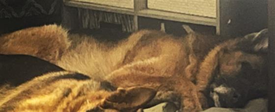 Chief - Male - German Shepherd