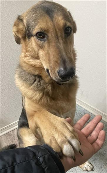 Maya - Female - German Shepherd