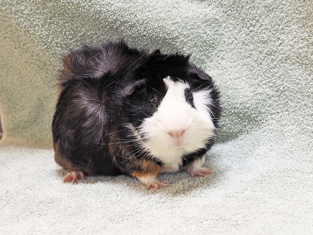 Mr Pickles - Male - Guinea Pig