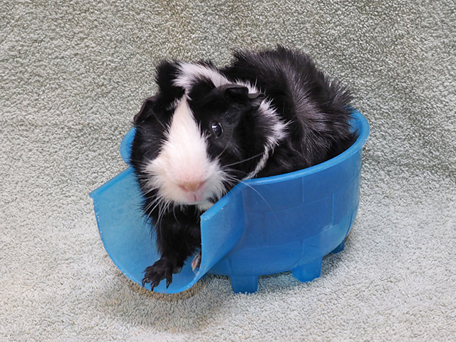 Gibbey - Male - Guinea Pig