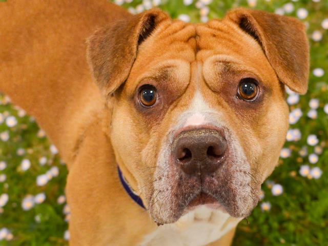 Zeus - Male - Pit Bull-Chinese Sharpei