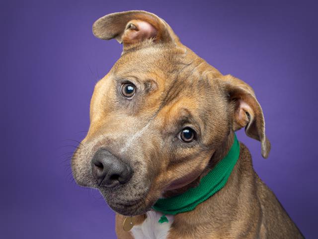 Szena - Female - Pit Bull