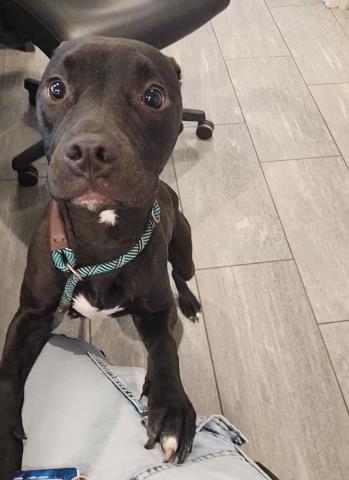  - Female - Pit Bull-Mix