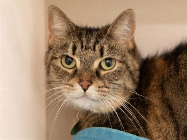 Olive - Female - Domestic SH