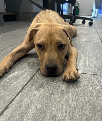  - Male - Labrador Retriever-Mix