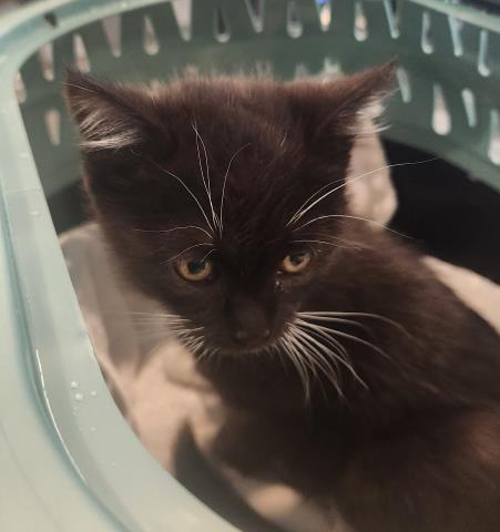 Comet - Female - Domestic SH
